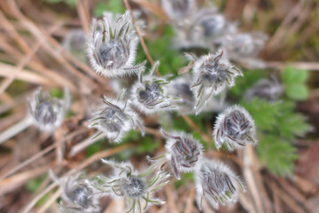 Küchenschellenknospen von oben