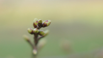 Obstblütenknospen im Frühling