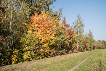 autumn scenery with colorful trees, grass, trail and clear sky
