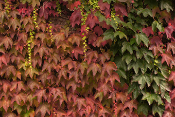 Weinlaub im Herbst