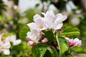 Blossoming fruit trees