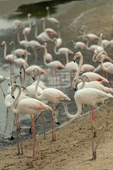Flamingoes in Ras Al Khor Wildlife Sanctuary, Ramsar Site, Flamingo hide2, Dubai, United Arab Emirates