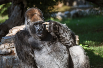 Obraz premium The gorilla making a smart gesture