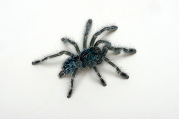 junge Martinique-Baumvogelspinne (Avicularia versicolor) - Martinique red tree spider