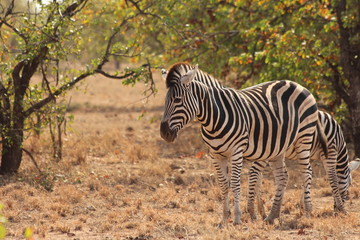 Fototapeta na wymiar Zebras in South Africa