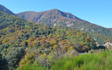 Fototapeta na wymiar Bosque en otoño El Montseny Barcelona 