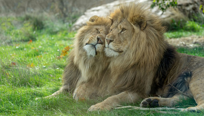 Two brother lions rubbing heads
