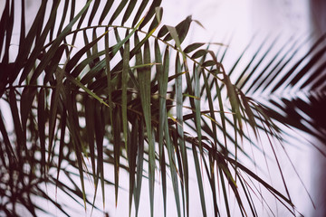 Palm leaf background