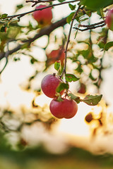 Ripe Apples in Orchard ready for harvesting. Shiny delicious apples hanging from tree branch in an apple orchard. Organic apples hanging from a tree branch in an apple orchard. Autumn background 