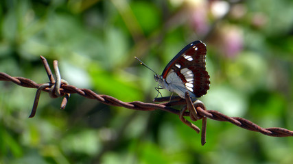 A Southern White Admiral Butterfly on a Rusty Barbed Wire Fence