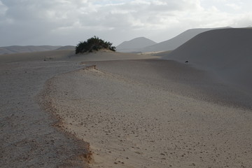 Low sun late afternoon, in the natural park,Corralejo,Fuerteventura,Canary-Islands,Spain.