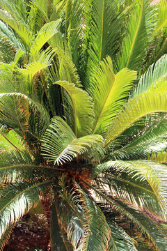 Cycas tree with lush branches and leaves. Lush vegetation in jungle