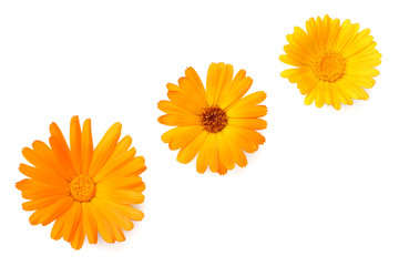 three marigold flower heads isolated on white background. calendula flower. top view