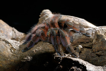 Martinique-Baumvogelspinne (Avicularia versicolor) - Martinique red tree spider