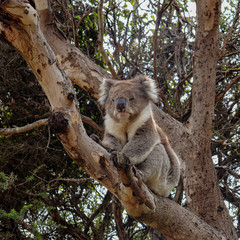 Koala in tree