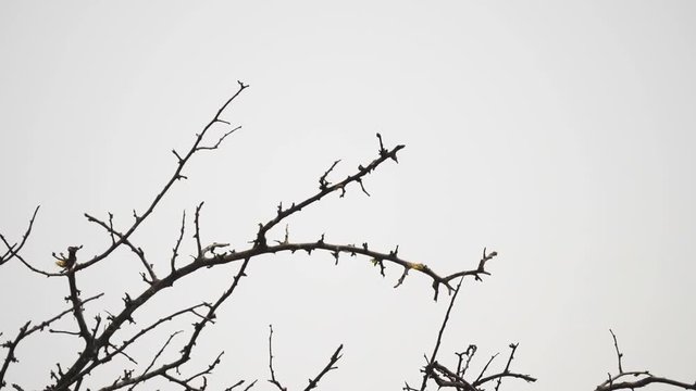 180p slow motion clip of a southern yellow billed hornbill taking flight at tarangire national park in tanzania