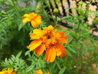 Beautiful Yellow Flower