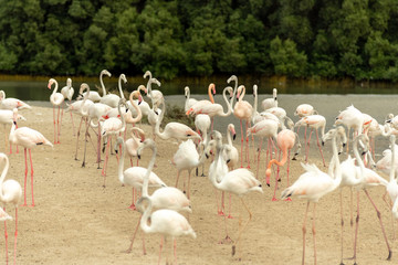 Flamingoes in Ras Al Khor Wildlife Sanctuary, Ramsar Site, Flamingo hide2, Dubai, United Arab Emirates