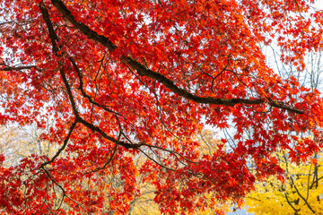 Rote Ahorn Baum im Herbst