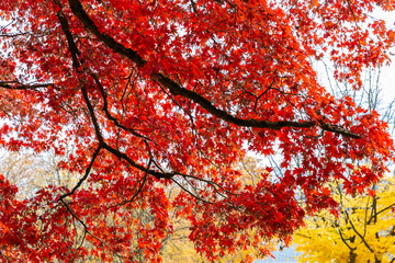 Rote Ahorn Baum im Herbst