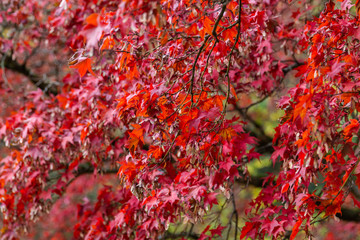 Rote Ahorn Baum im Herbst