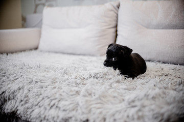 Black puppy toy terrier sitting on a sofa and playing with a hand and