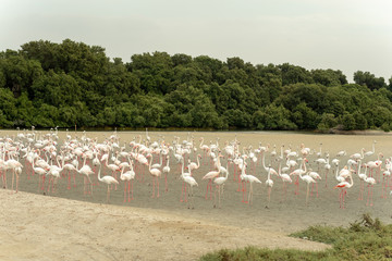 Flamingoes in Ras Al Khor Wildlife Sanctuary, Ramsar Site, Flamingo hide2, Dubai, United Arab Emirates