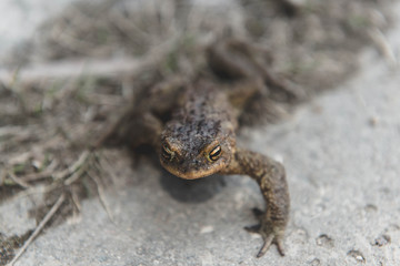 Fototapeta premium frog