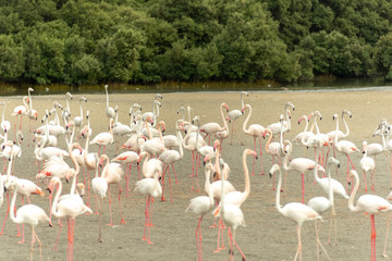 Naklejka premium Flamingoes in Ras Al Khor Wildlife Sanctuary, Ramsar Site, Flamingo hide2, Dubai, United Arab Emirates