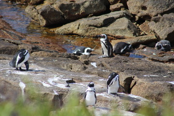 penguin of boulders beach