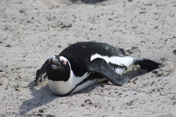 penguin of boulders beach
