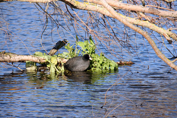Un oiseau dans les feuilles