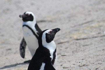 Obraz premium penguin of boulders beach
