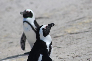 penguin of boulders beach