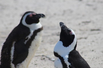 penguin of boulders beach