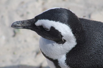 penguin of boulders beach