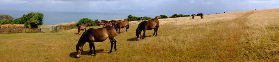 Naklejka na ściany i meble Free living ponies in Exmoor National Park