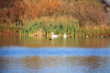 Le lac et les cygnes
