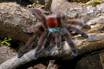 Martinique-Baumvogelspinne (Avicularia versicolor) - Martinique red tree spider
