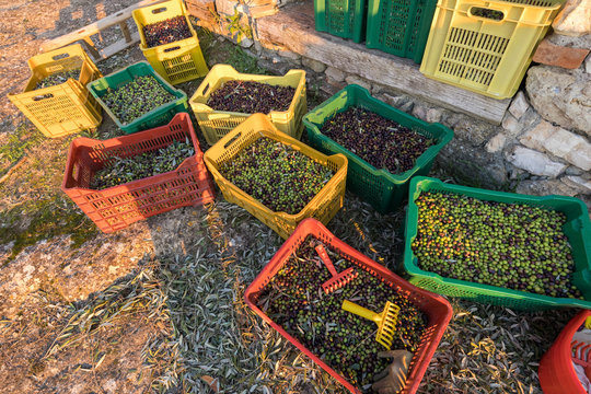 Baskets with Full harvest of olives from Italian Organic Farm