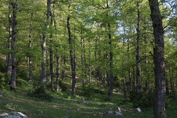 trees in the forest