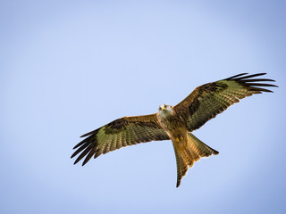 Red Kite (Milvus milvus) Hovering In The Thermals