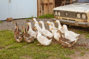 chickens on the farm