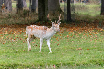 Naklejka na ściany i meble Male deer in a meadow in Phoenix Park in Dublin, Ireland, in autumn. 