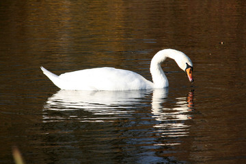 Lac du cygnes