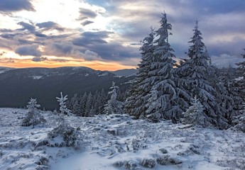 fantastic sunset in the winter Carpathians with fir-trees covered in snow in the foreground