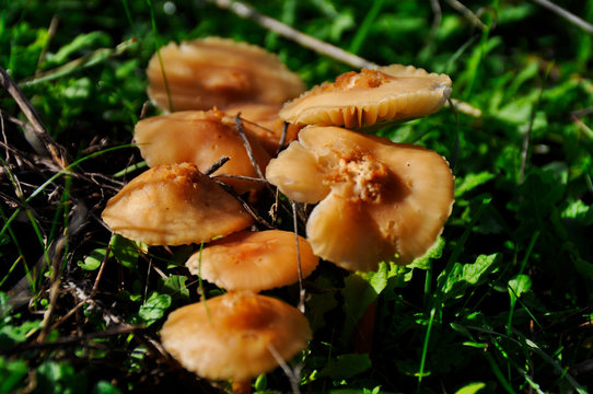 「魔女狩り」の画像 2,134 件の Stock 写真、ベクターおよびビデオ Adobe Stock