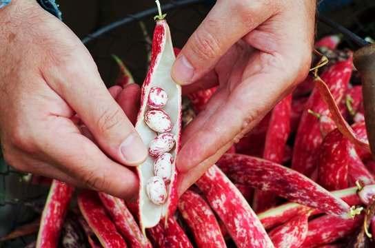 A man showing an opened borlottli bean pod