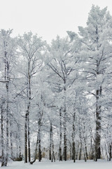 frozen trees in the park on a cold winter day