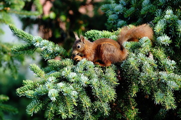 Garten,Tanne,Eichhörnchen